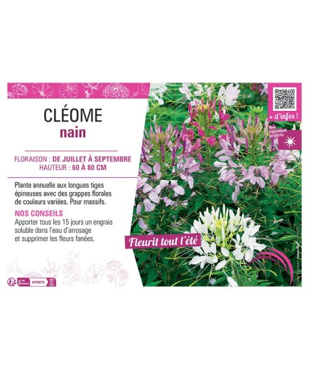 CLÉOME NAIN