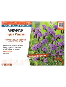 VERVEINE RIGIDA VENOSA