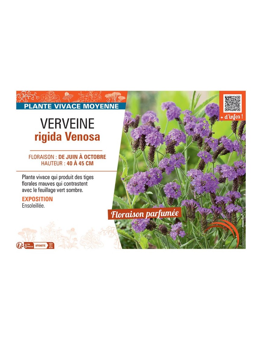 VERVEINE RIGIDA VENOSA
