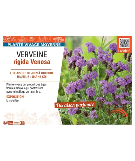 VERVEINE RIGIDA VENOSA