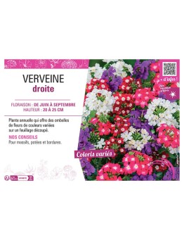 VERVEINE DROITE