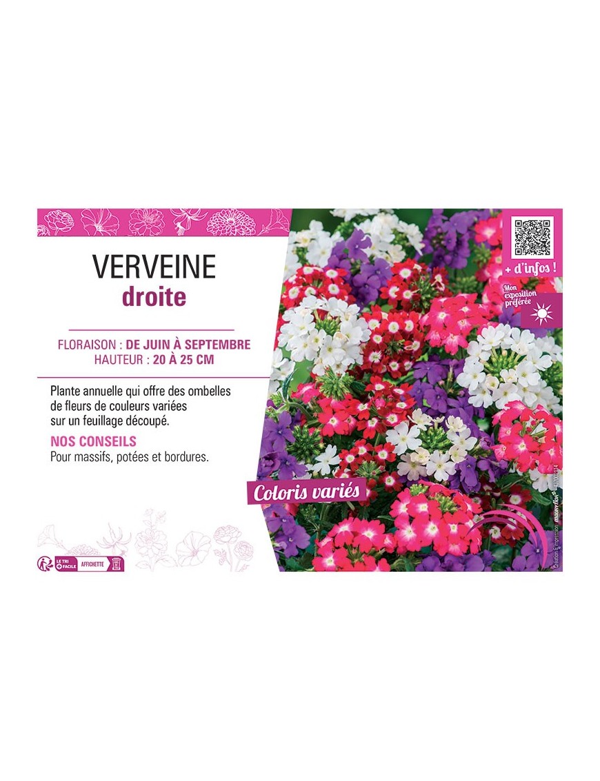 VERVEINE DROITE