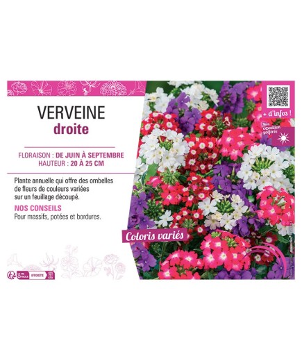 VERVEINE DROITE