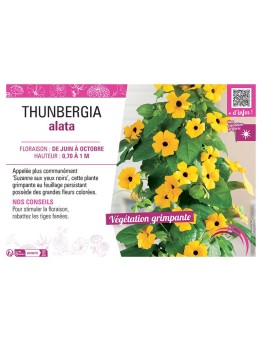 THUNBERGIA (SUZANNE AUX YEUX NOIRS)