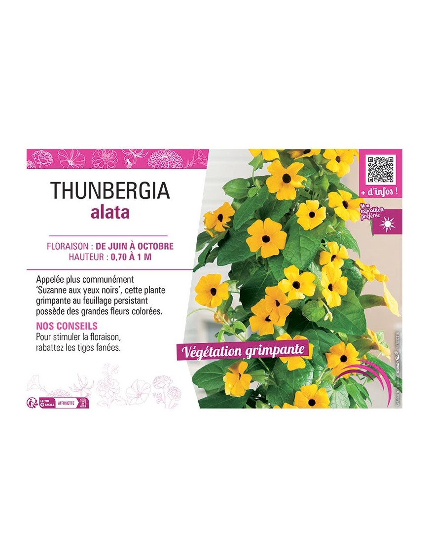 THUNBERGIA (SUZANNE AUX YEUX NOIRS)
