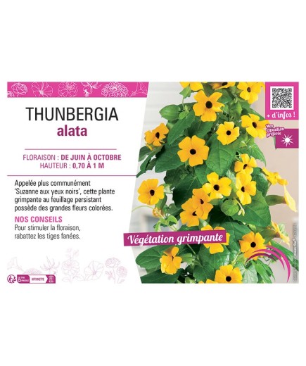 THUNBERGIA (SUZANNE AUX YEUX NOIRS)