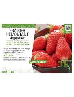 FRAISIER MARIGUETTE®