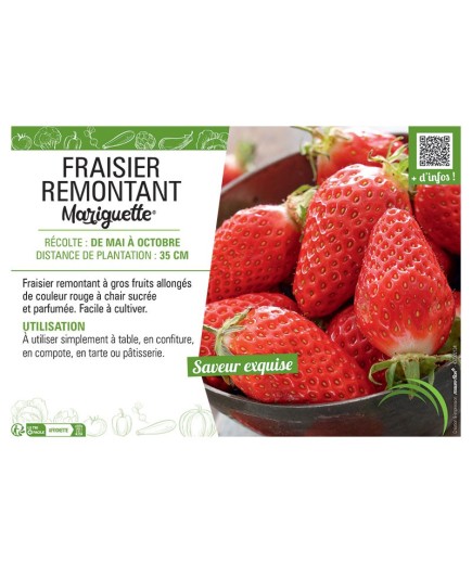 FRAISIER MARIGUETTE®