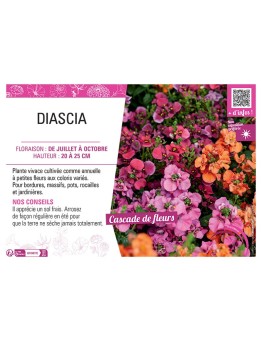 DIASCIA