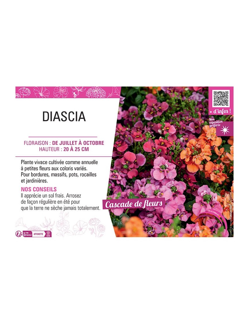 DIASCIA