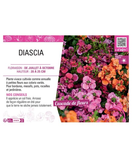 DIASCIA