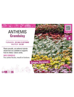 ANTHEMIS GRANDAISY
