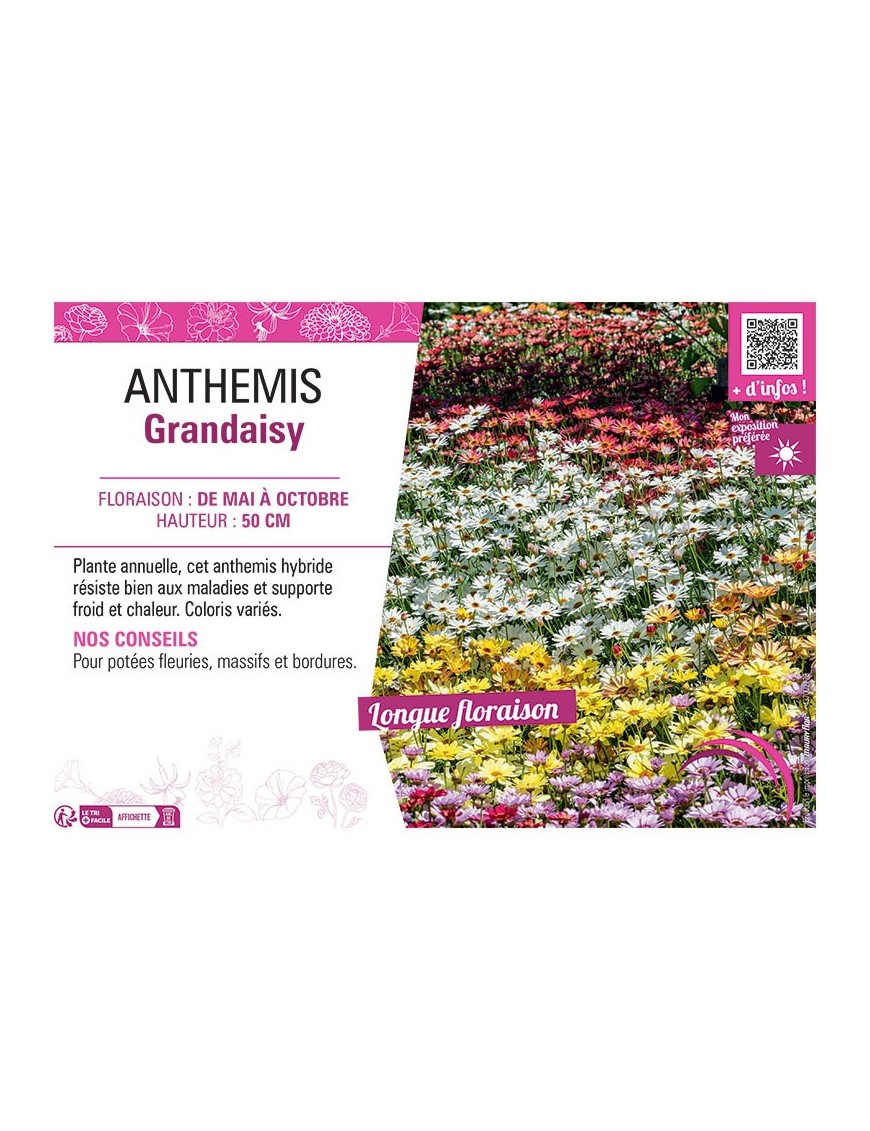 ANTHEMIS GRANDAISY