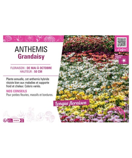 ANTHEMIS GRANDAISY