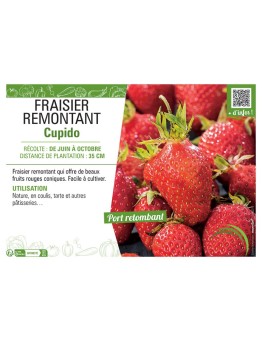 FRAISIER CUPIDO