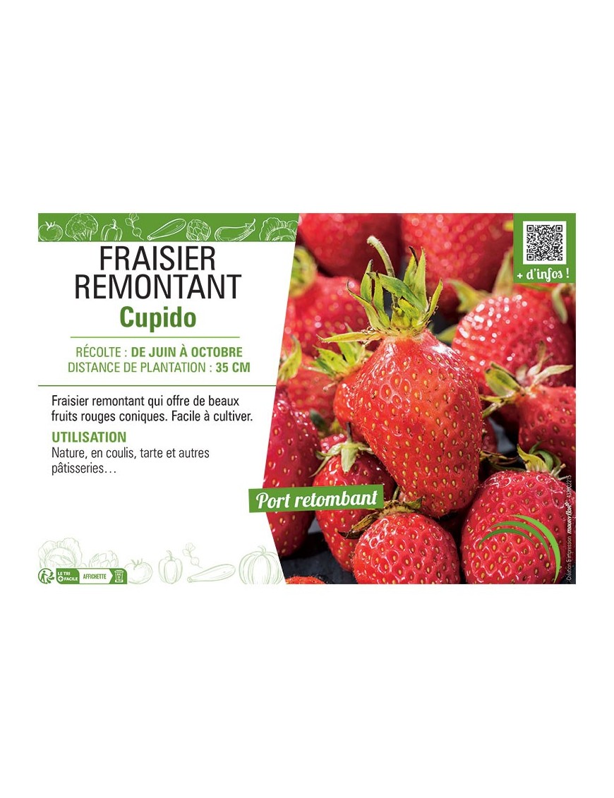 FRAISIER CUPIDO