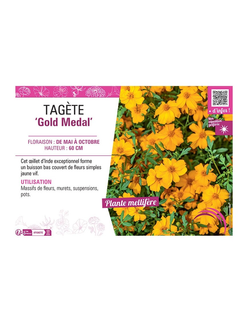 ŒILLET D'INDE GOLD MEDAL