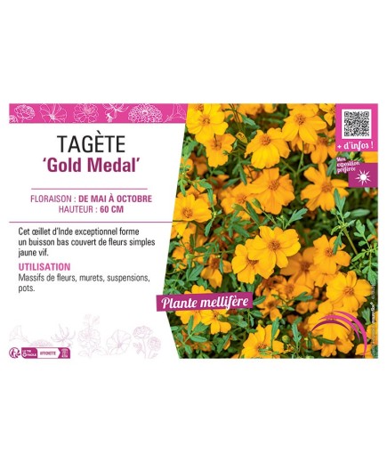 ŒILLET D'INDE GOLD MEDAL