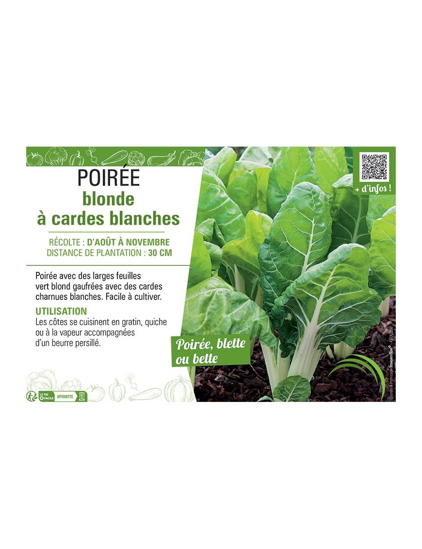 POIRÉE À CARDE BLONDE