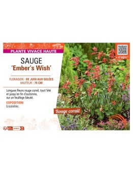 SAUGE EMBER'S WHISH