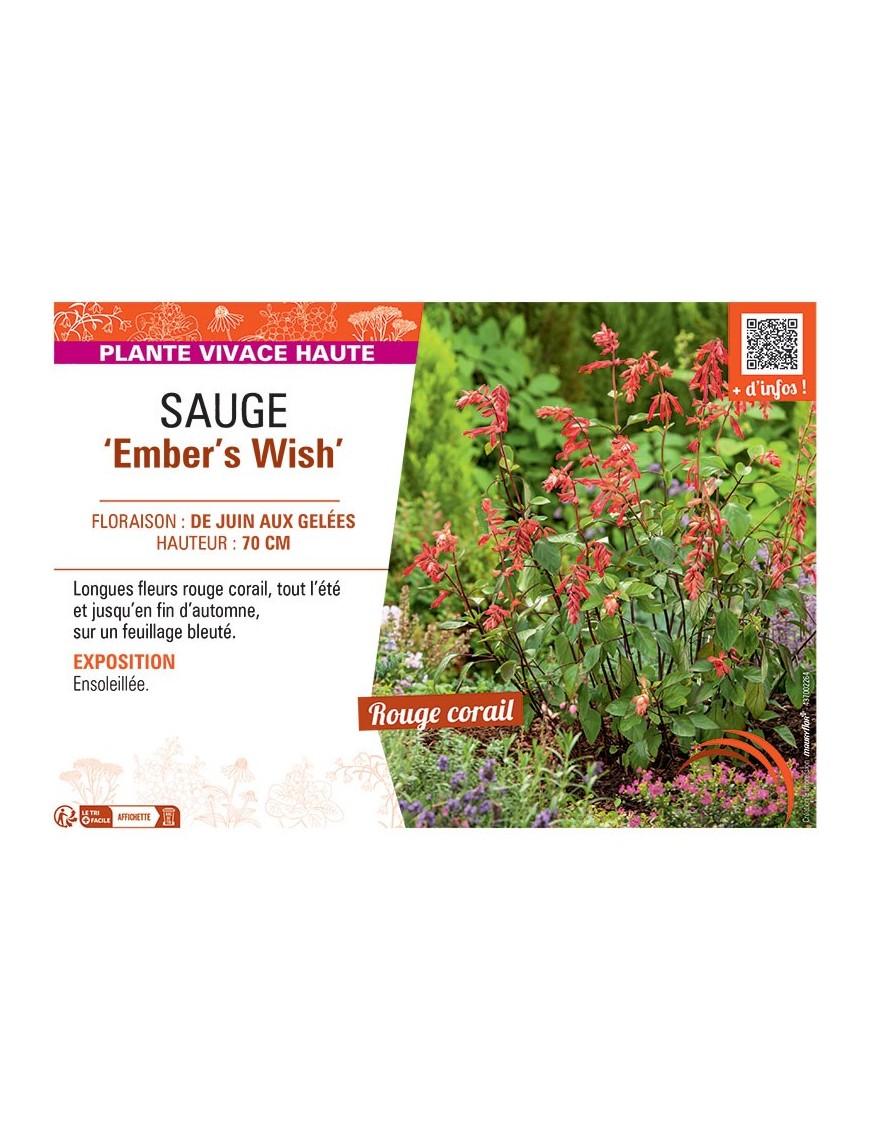 SAUGE EMBER'S WHISH