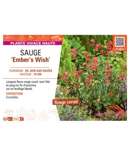SAUGE EMBER'S WHISH
