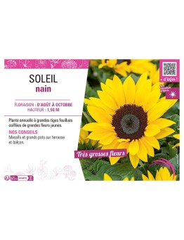 SOLEIL NAIN
