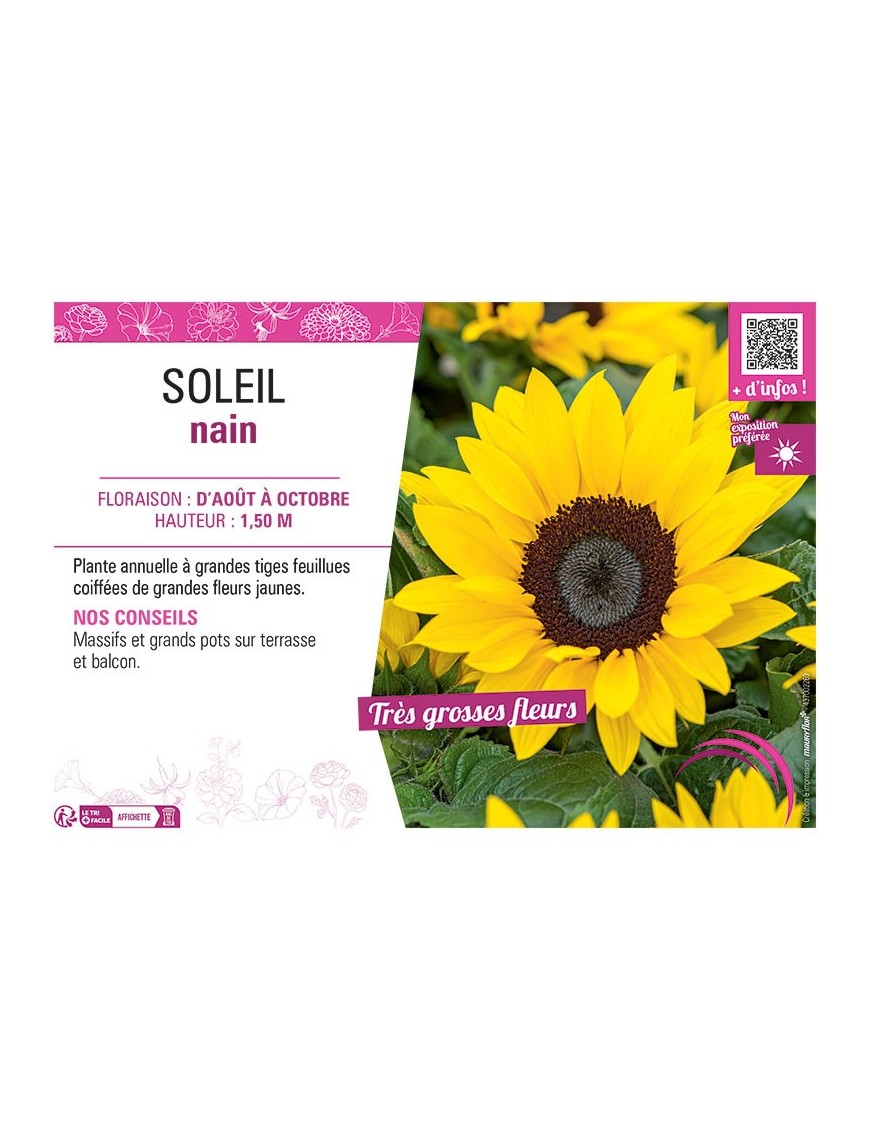 SOLEIL NAIN