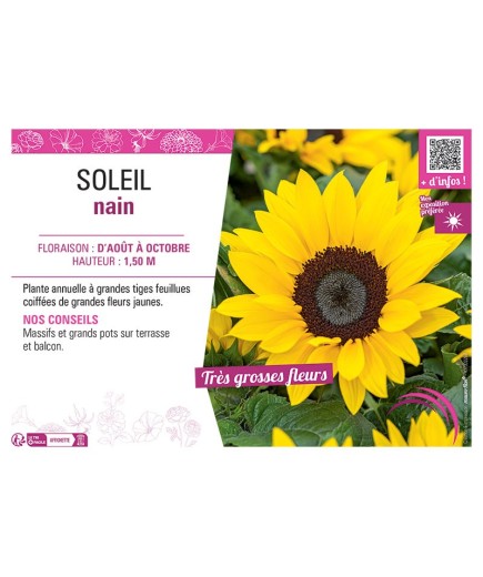 SOLEIL NAIN