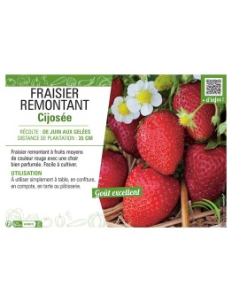 FRAISIER CIJOSÉE