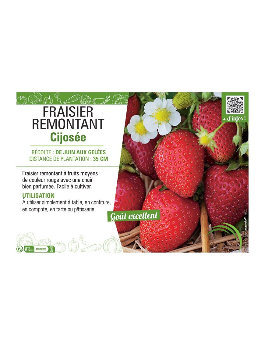 FRAISIER CIJOSÉE
