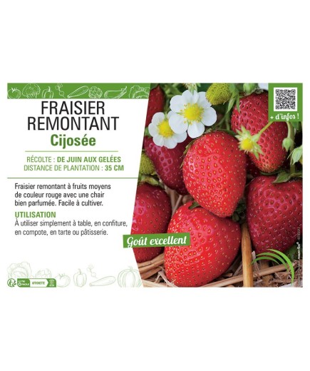 FRAISIER CIJOSÉE