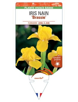 IRIS NAIN (lilliput) Brassie