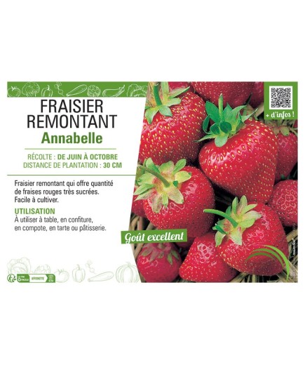 FRAISIER ANNABELLE