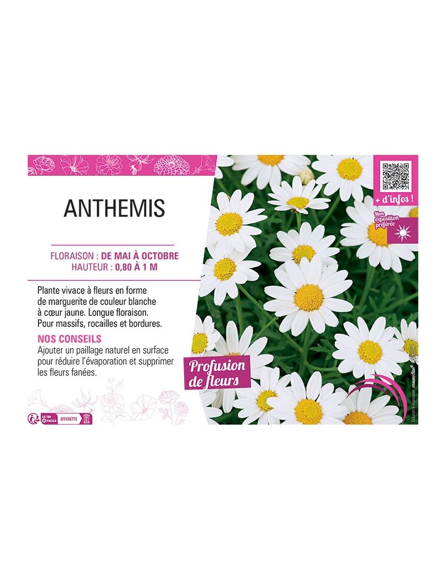 ANTHEMIS BLANC