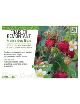 FRAISIER FRAISE DES BOIS