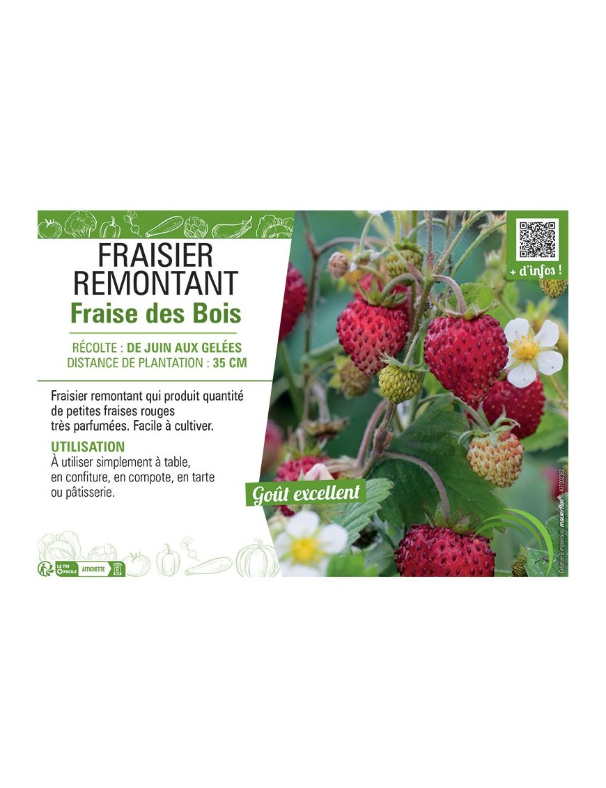 FRAISIER FRAISE DES BOIS