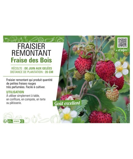 FRAISIER FRAISE DES BOIS
