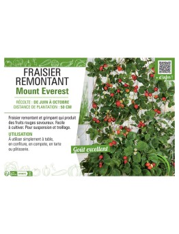 FRAISIER MOUNT EVEREST