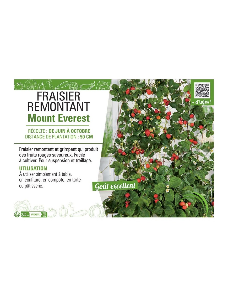 FRAISIER MOUNT EVEREST