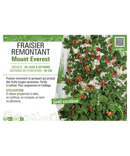 FRAISIER MOUNT EVEREST