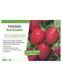FRAISIER RED GAUNTLET