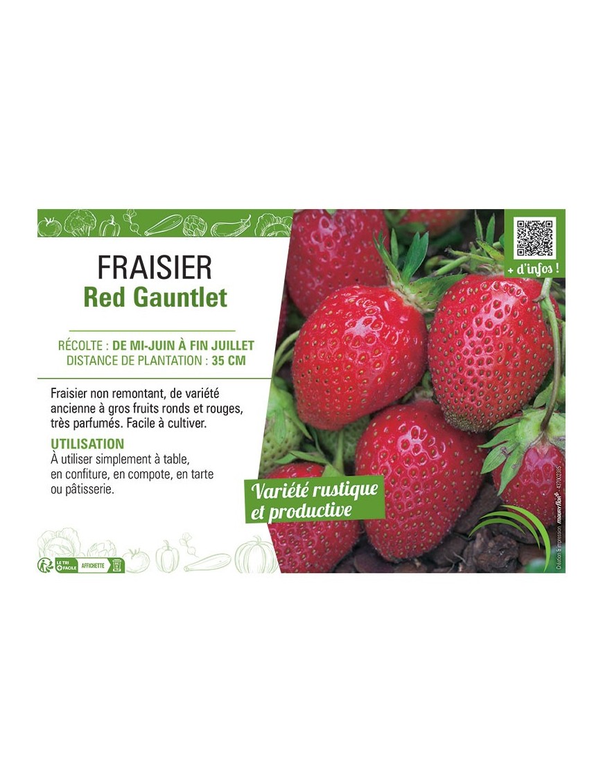 FRAISIER RED GAUNTLET