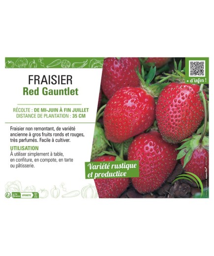 FRAISIER RED GAUNTLET