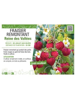 FRAISIER REINE DES VALLÉES