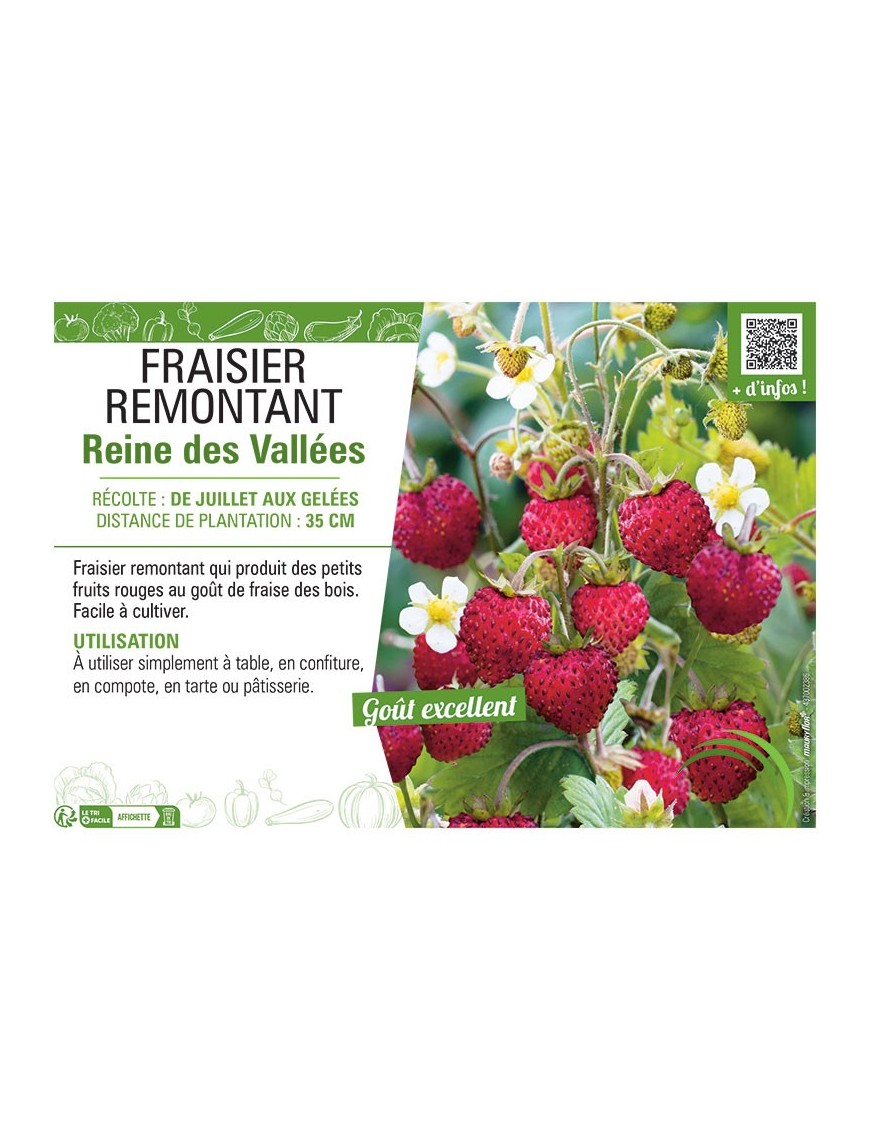 FRAISIER REINE DES VALLÉES