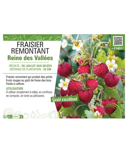 FRAISIER REINE DES VALLÉES