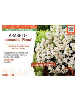 (ARABIS) CAUCASICA PLENA (Corbeille d'argent)