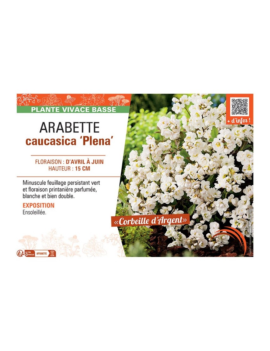 (ARABIS) CAUCASICA PLENA (Corbeille d'argent)