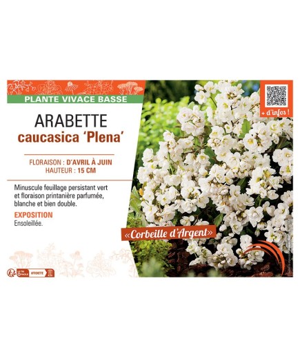(ARABIS) CAUCASICA PLENA (Corbeille d'argent)